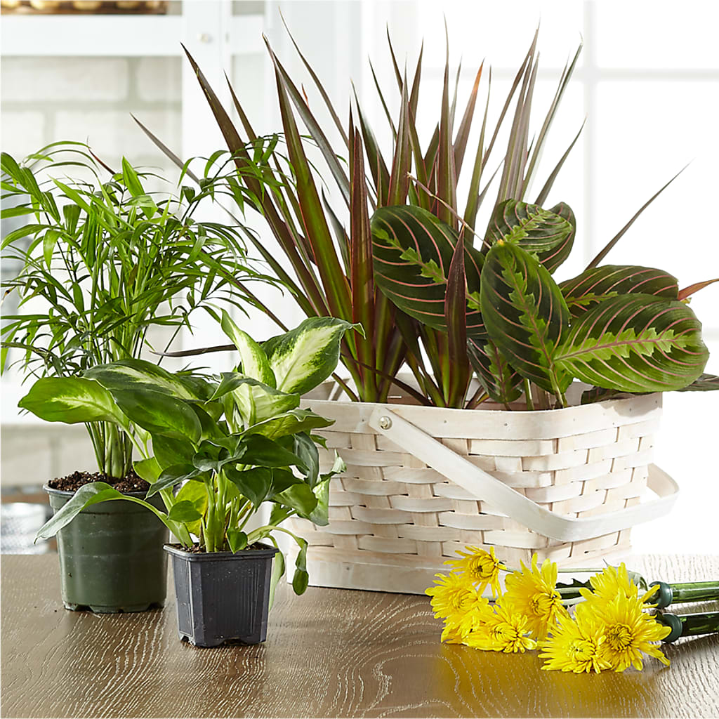 Florist Designed Blooming and Green Plants in a Basket – BAYSORE'S FLOWER SHOP LLC, Mason OH