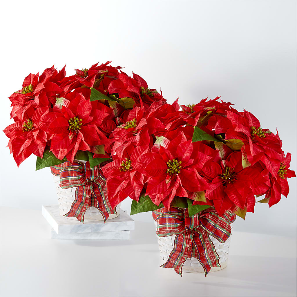 Happiest Holidays Poinsettia Bundle – BAYSORE'S FLOWER SHOP LLC, Mason OH
