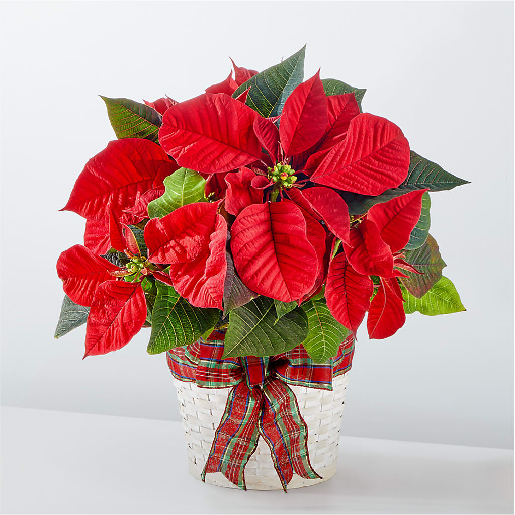 Happiest Holidays Poinsettia – BAYSORE'S FLOWER SHOP LLC, Mason OH