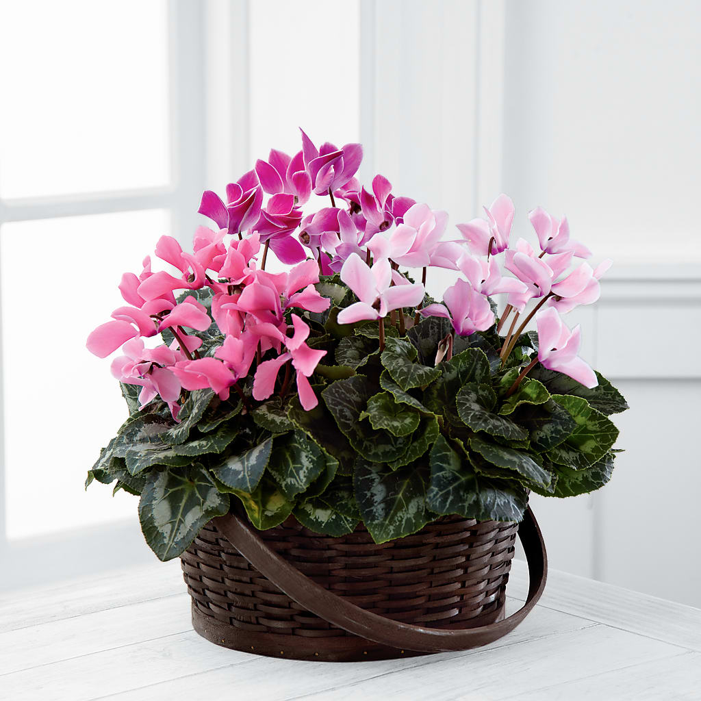 Mixed Cyclamen Planter – BAYSORE'S FLOWER SHOP LLC, Mason OH