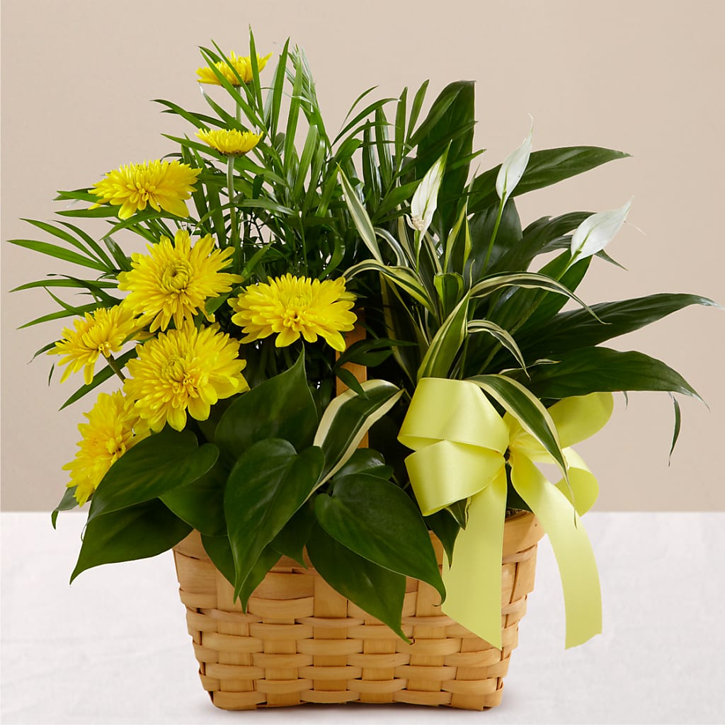 Loving Light Dishgarden – BAYSORE'S FLOWER SHOP LLC, Mason OH