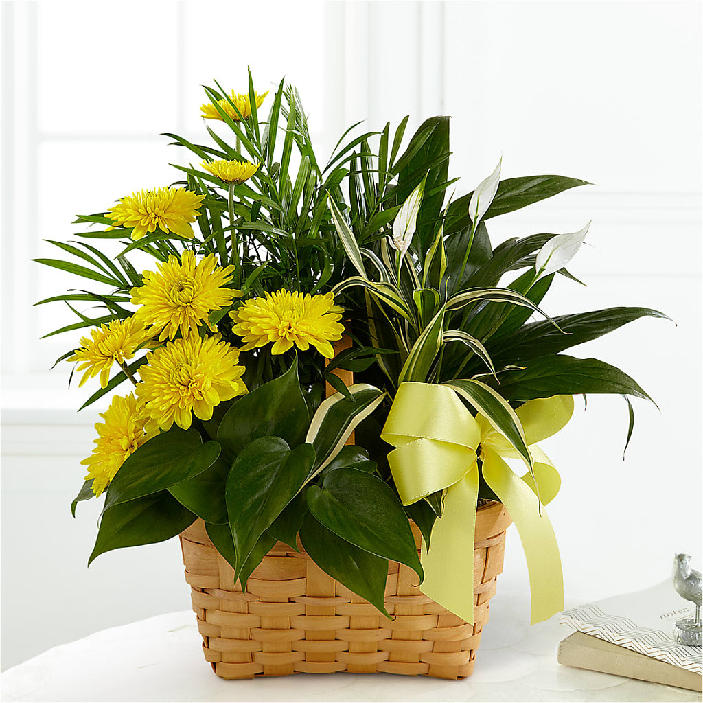 Loving Light Dishgarden – BAYSORE'S FLOWER SHOP LLC, Mason OH