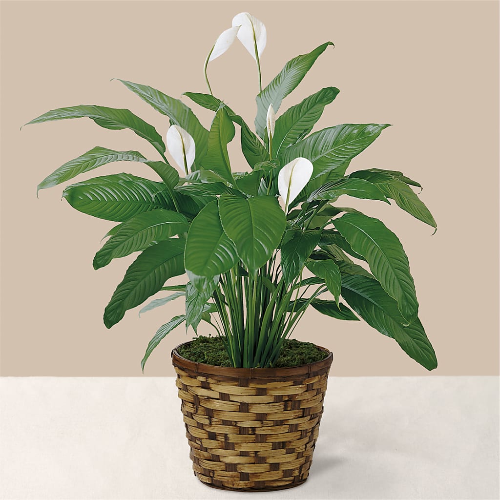Tranquil Moments Peace Lily Plant – BAYSORE'S FLOWER SHOP LLC, Mason OH