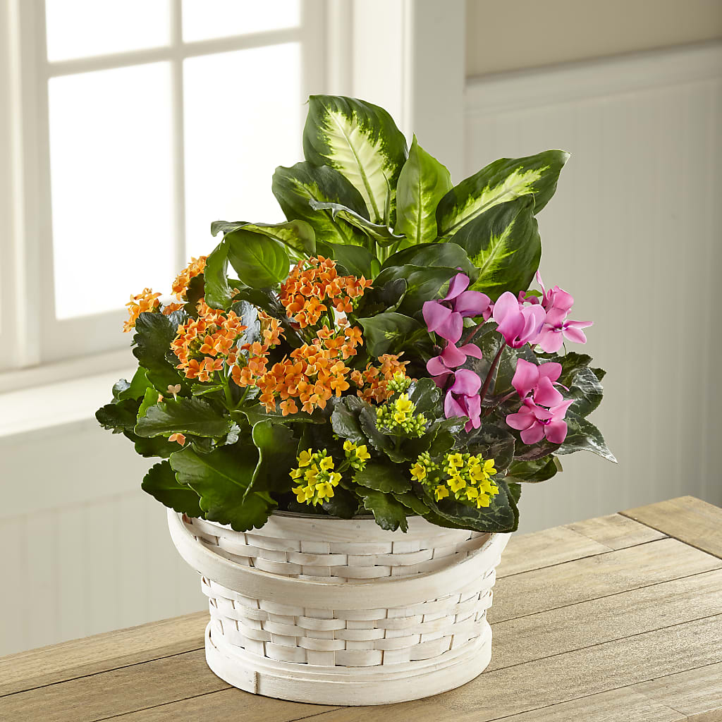 Color Crush Dishgarden – BAYSORE'S FLOWER SHOP LLC, Mason OH