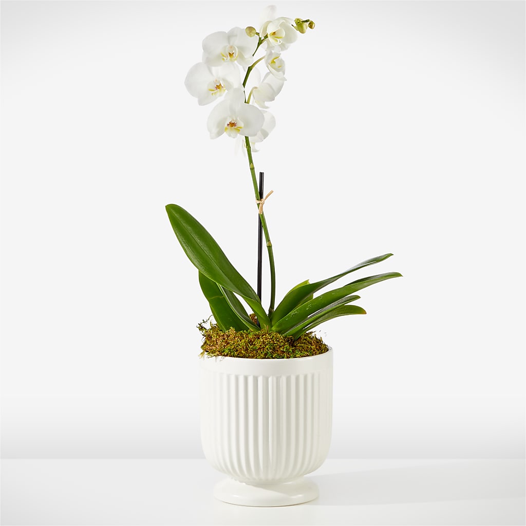 Whispering White Orchid – BAYSORE'S FLOWER SHOP LLC, Mason OH