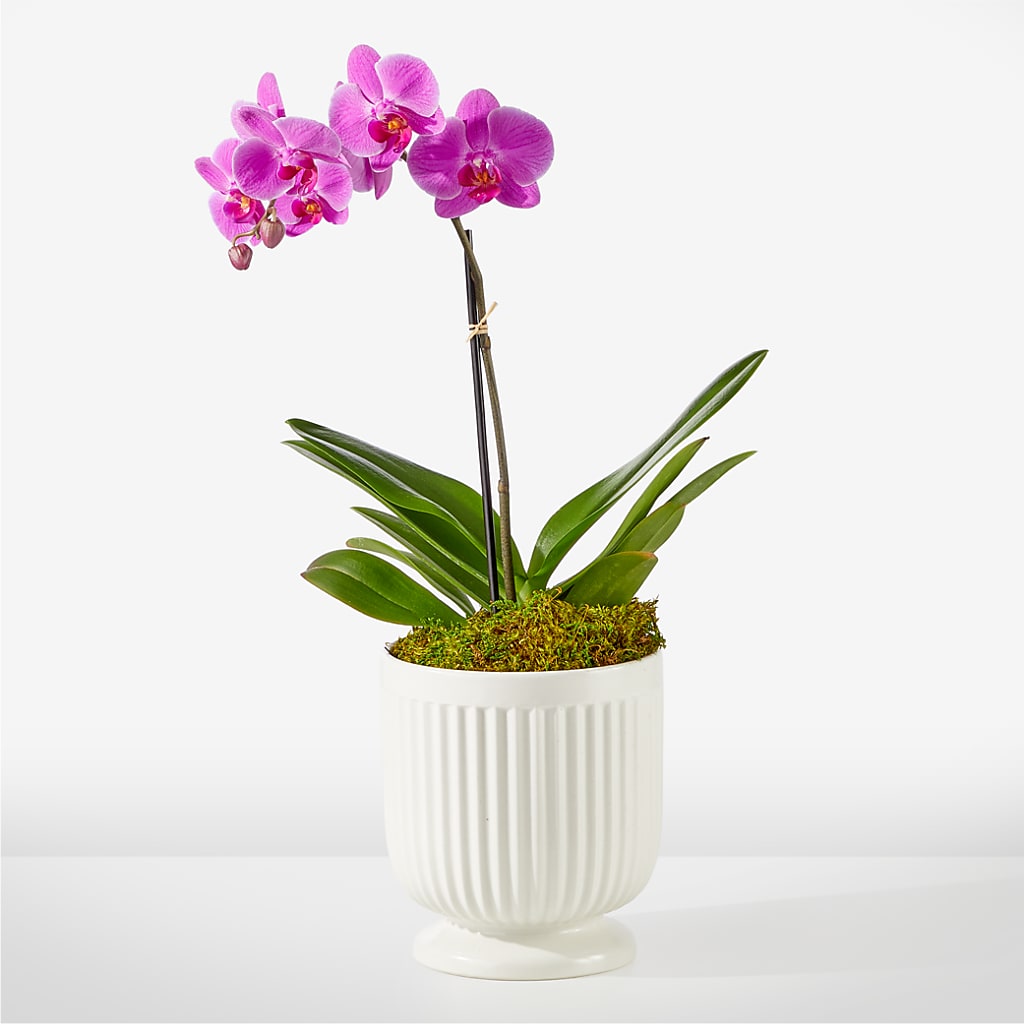 Friendly Fuchsia Orchid – BAYSORE'S FLOWER SHOP LLC, Mason OH