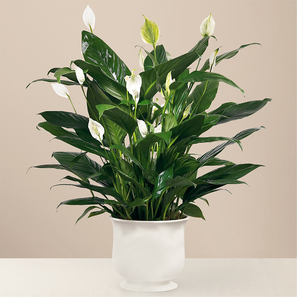 Comfort Planter – BAYSORE'S FLOWER SHOP LLC, Mason OH