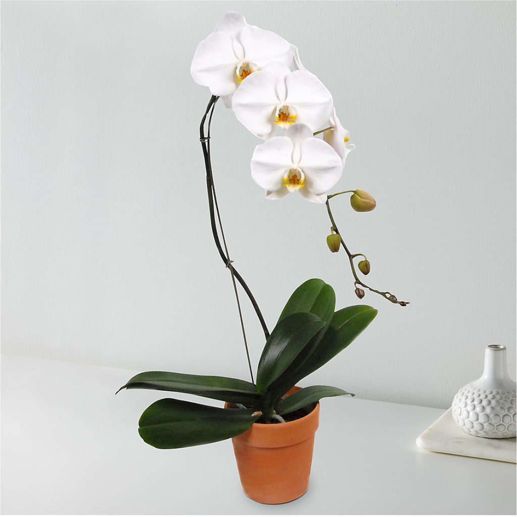 White Cascading Orchid – BAYSORE'S FLOWER SHOP LLC, Mason OH