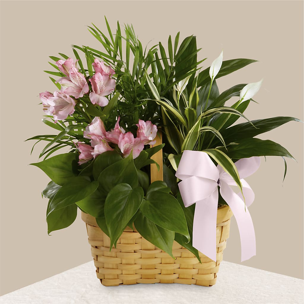 Living Spirit Dishgarden – BAYSORE'S FLOWER SHOP LLC, Mason OH