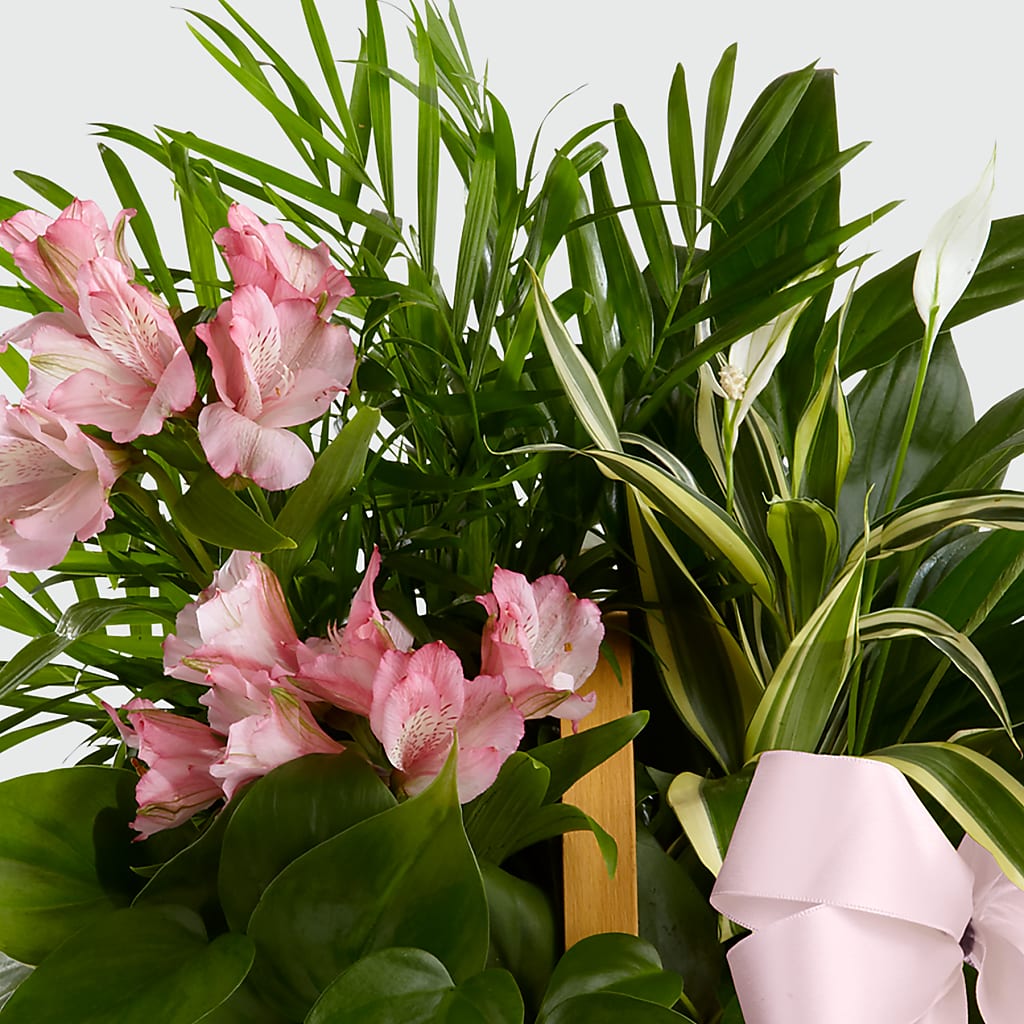 Living Spirit Dishgarden – BAYSORE'S FLOWER SHOP LLC, Mason OH