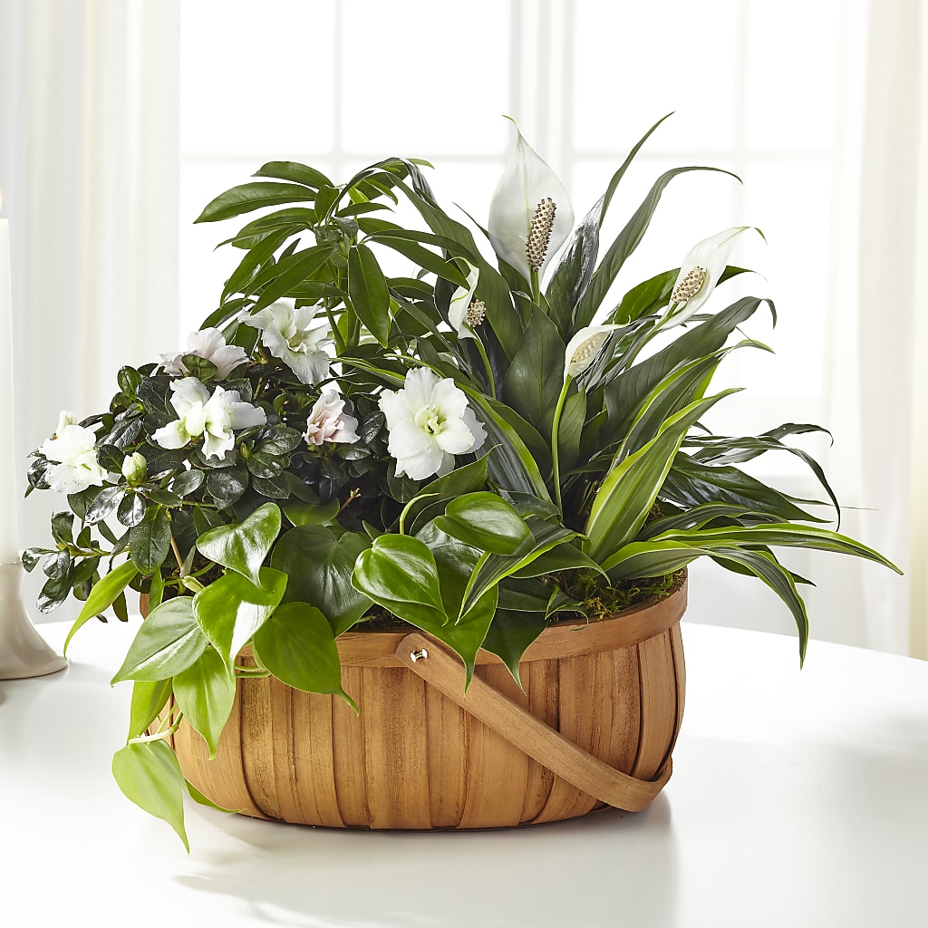 Serene Dishgarden – BAYSORE'S FLOWER SHOP LLC, Mason OH