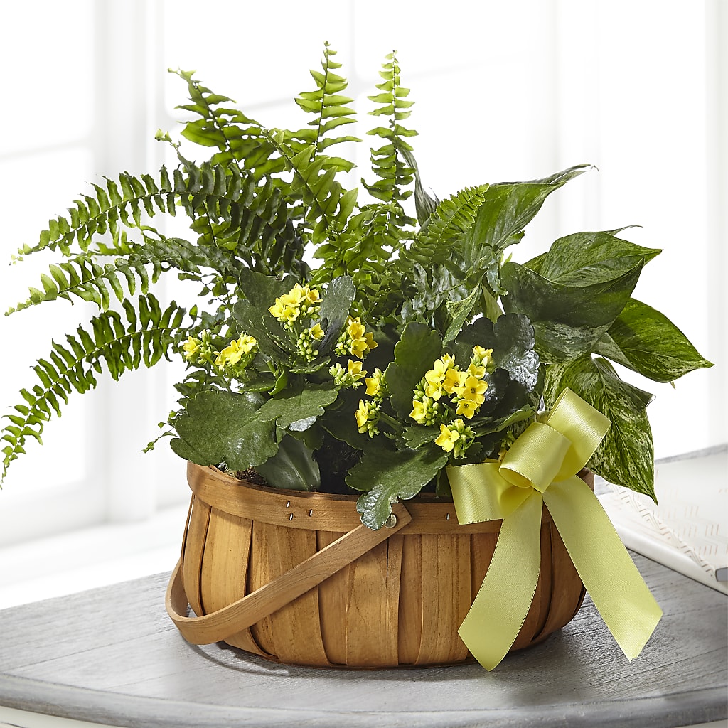 Always Dear Dishgarden – BAYSORE'S FLOWER SHOP LLC, Mason OH