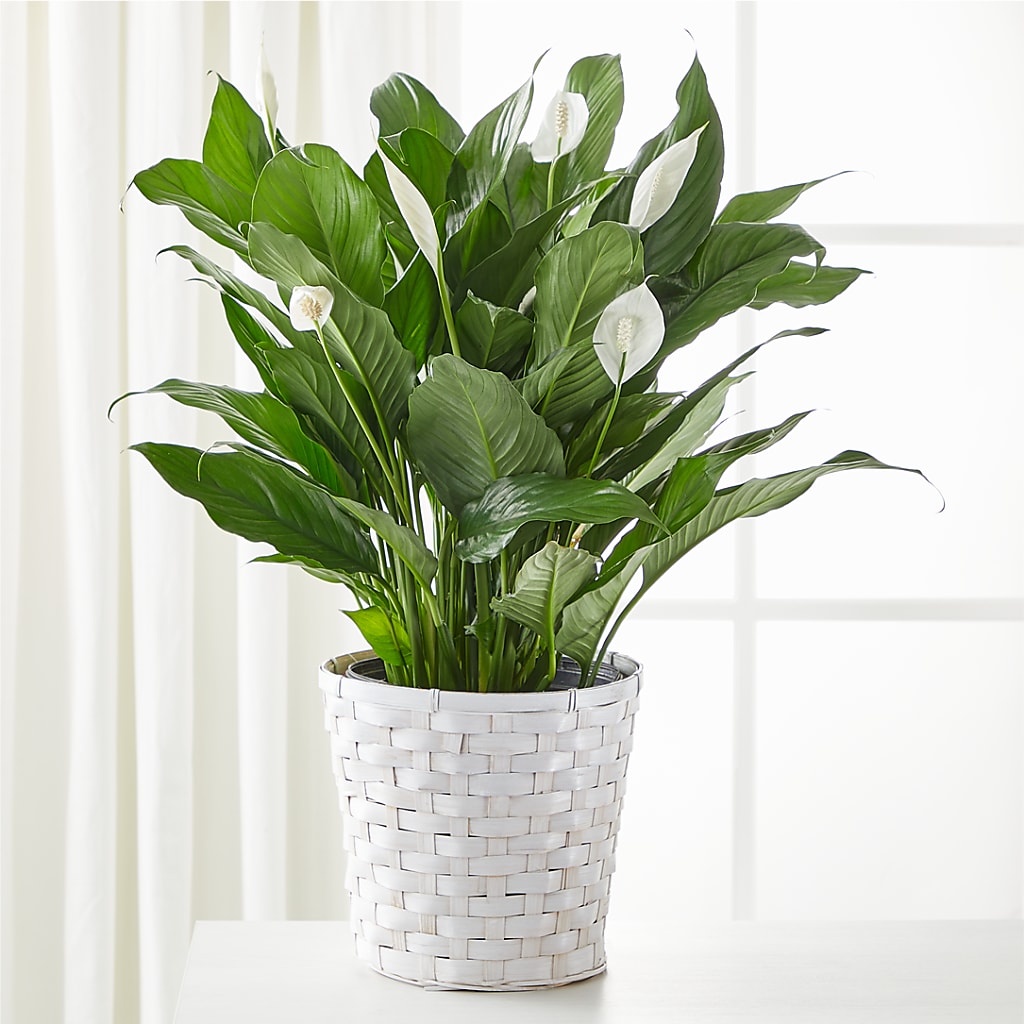 A New Leaf Peace Lily – BAYSORE'S FLOWER SHOP LLC, Mason OH