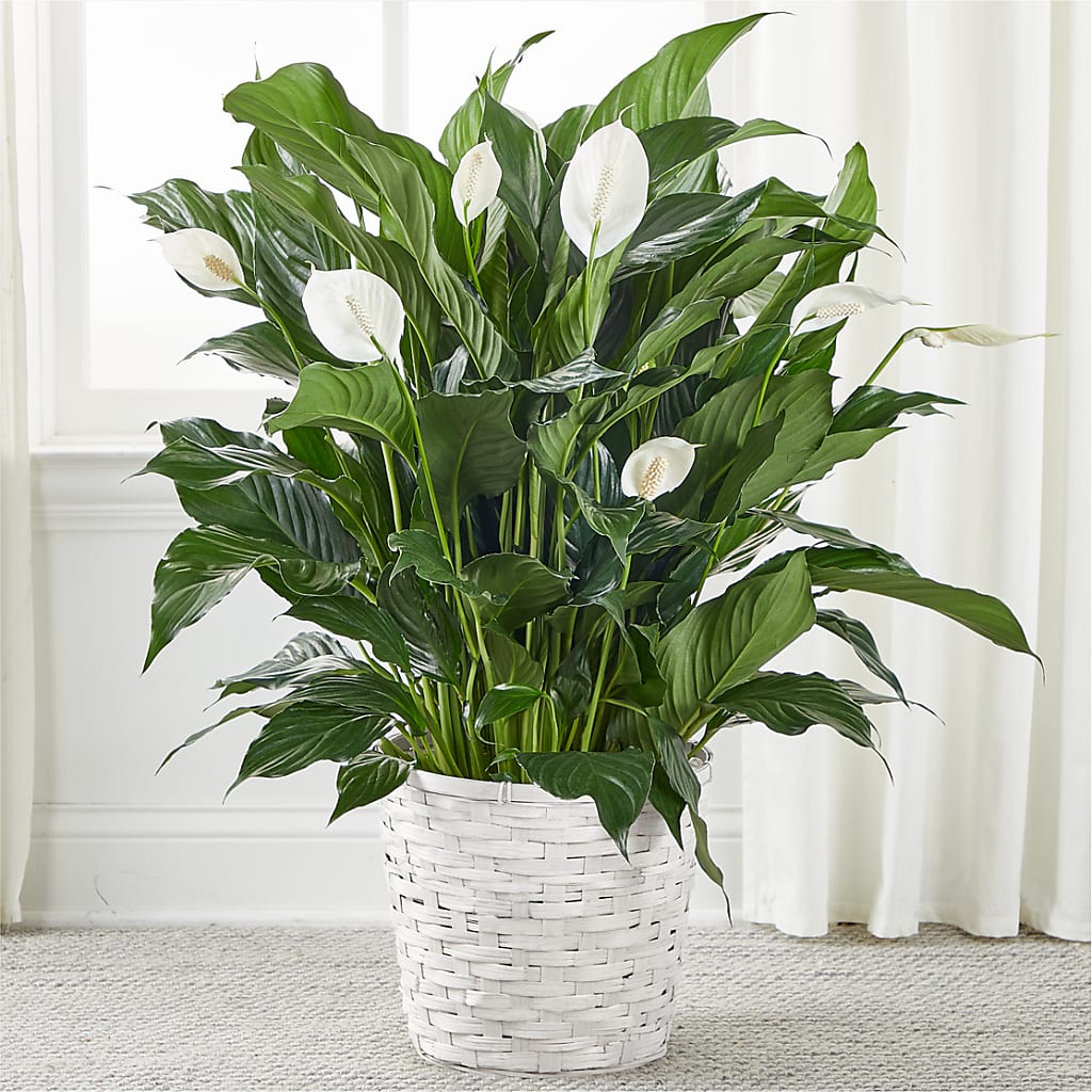 A New Leaf Peace Lily – BAYSORE'S FLOWER SHOP LLC, Mason OH