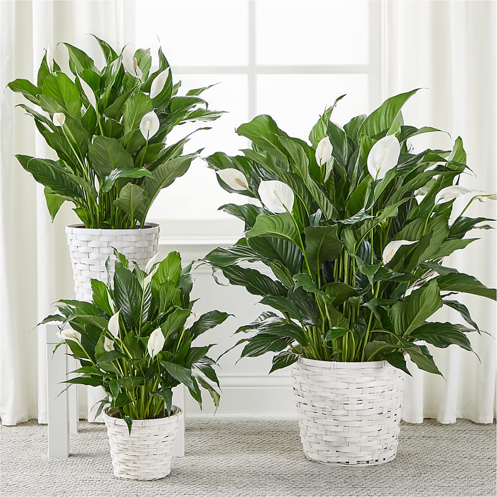 A New Leaf Peace Lily – BAYSORE'S FLOWER SHOP LLC, Mason OH