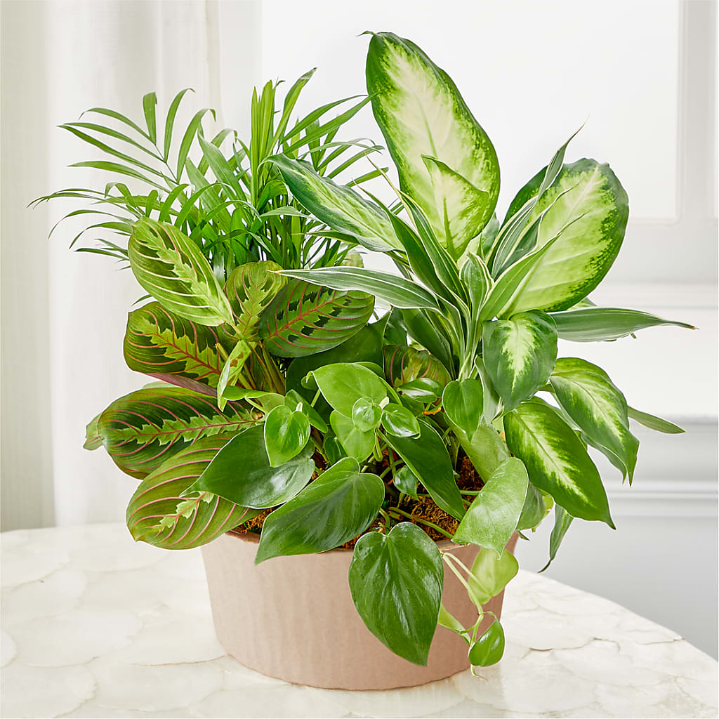 Balance & Harmony Dishgarden – BAYSORE'S FLOWER SHOP LLC, Mason OH