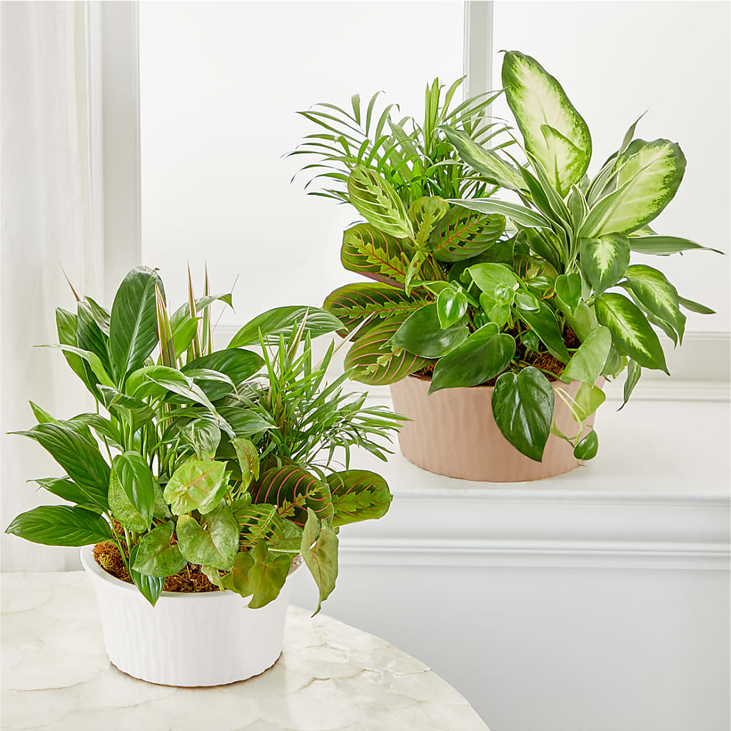 Balance & Harmony Dishgarden – BAYSORE'S FLOWER SHOP LLC, Mason OH