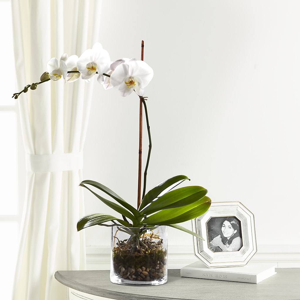 White Orchid Planter – BAYSORE'S FLOWER SHOP LLC, Mason OH