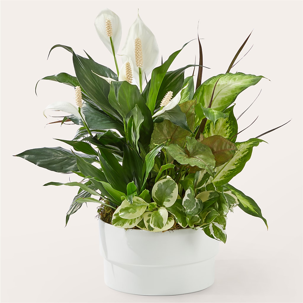 Radiating Positivity Dishgarden – BAYSORE'S FLOWER SHOP LLC, Mason OH