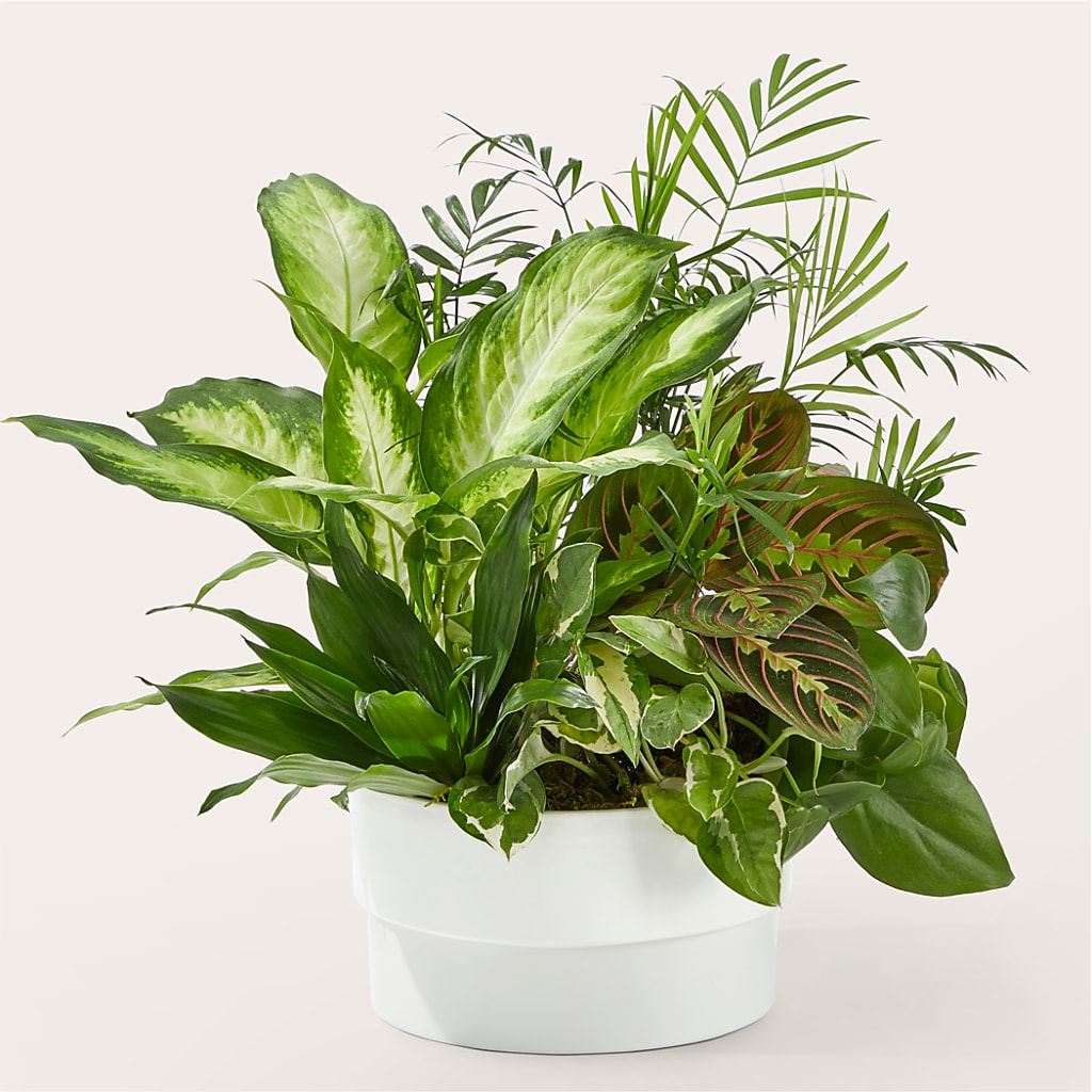 Radiating Positivity Dishgarden – BAYSORE'S FLOWER SHOP LLC, Mason OH