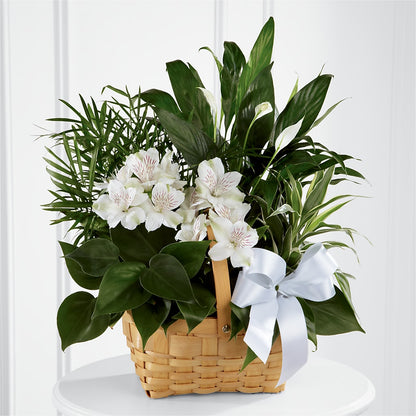 Peace & Serenity Dishgarden – BAYSORE'S FLOWER SHOP LLC, Mason OH
