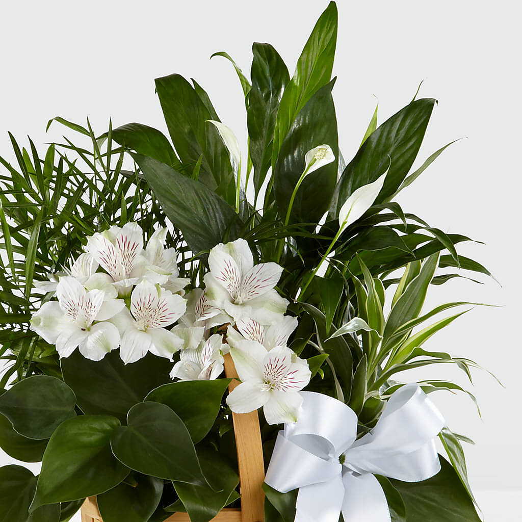 Peace & Serenity Dishgarden – BAYSORE'S FLOWER SHOP LLC, Mason OH