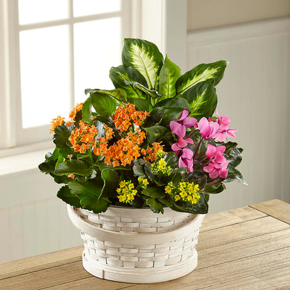 Color Crush Dishgarden – BAYSORE'S FLOWER SHOP LLC, Mason OH