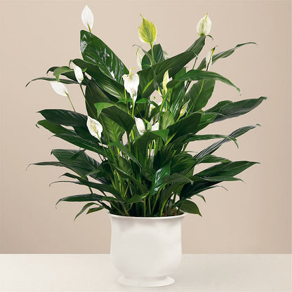Comfort Planter – BAYSORE'S FLOWER SHOP LLC, Mason OH