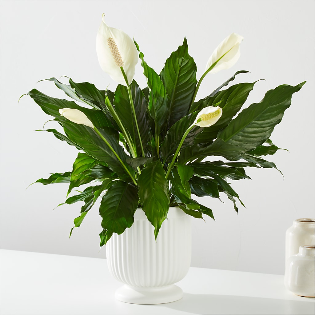 Comfort Planter – BAYSORE'S FLOWER SHOP LLC, Mason OH