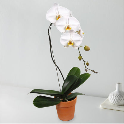 White Cascading Orchid – BAYSORE'S FLOWER SHOP LLC, Mason OH