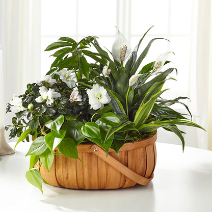 Serene Dishgarden – BAYSORE'S FLOWER SHOP LLC, Mason OH