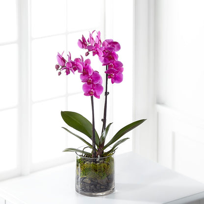 Pink Orchid Plant – BAYSORE'S FLOWER SHOP LLC, Mason OH