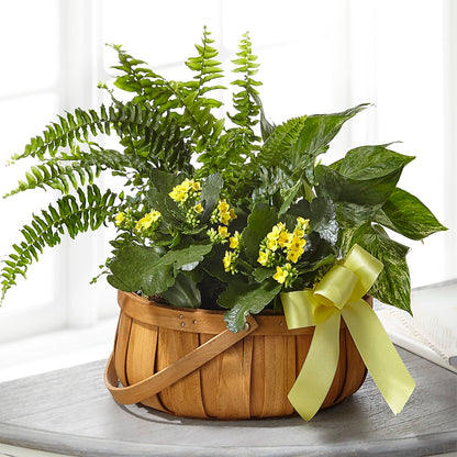 Always Dear Dishgarden – BAYSORE'S FLOWER SHOP LLC, Mason OH
