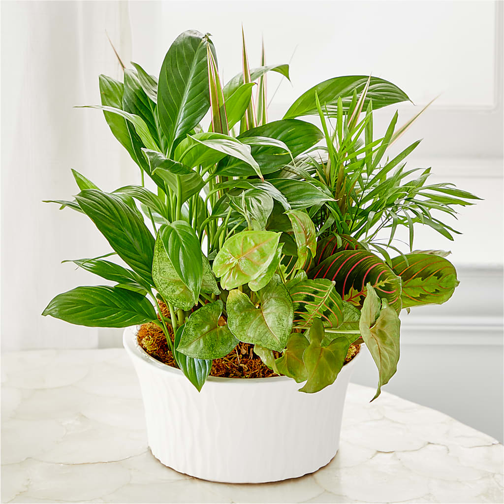 Balance & Harmony Dishgarden – BAYSORE'S FLOWER SHOP LLC, Mason OH