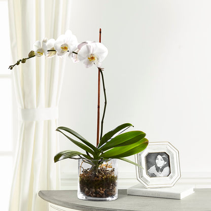 White Orchid Planter – BAYSORE'S FLOWER SHOP LLC, Mason OH