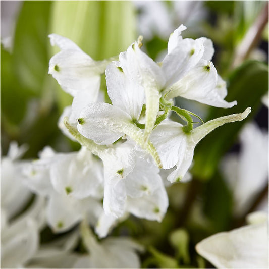 Classic Ivory – A Florist Original – BAYSORE'S FLOWER SHOP LLC, Mason OH