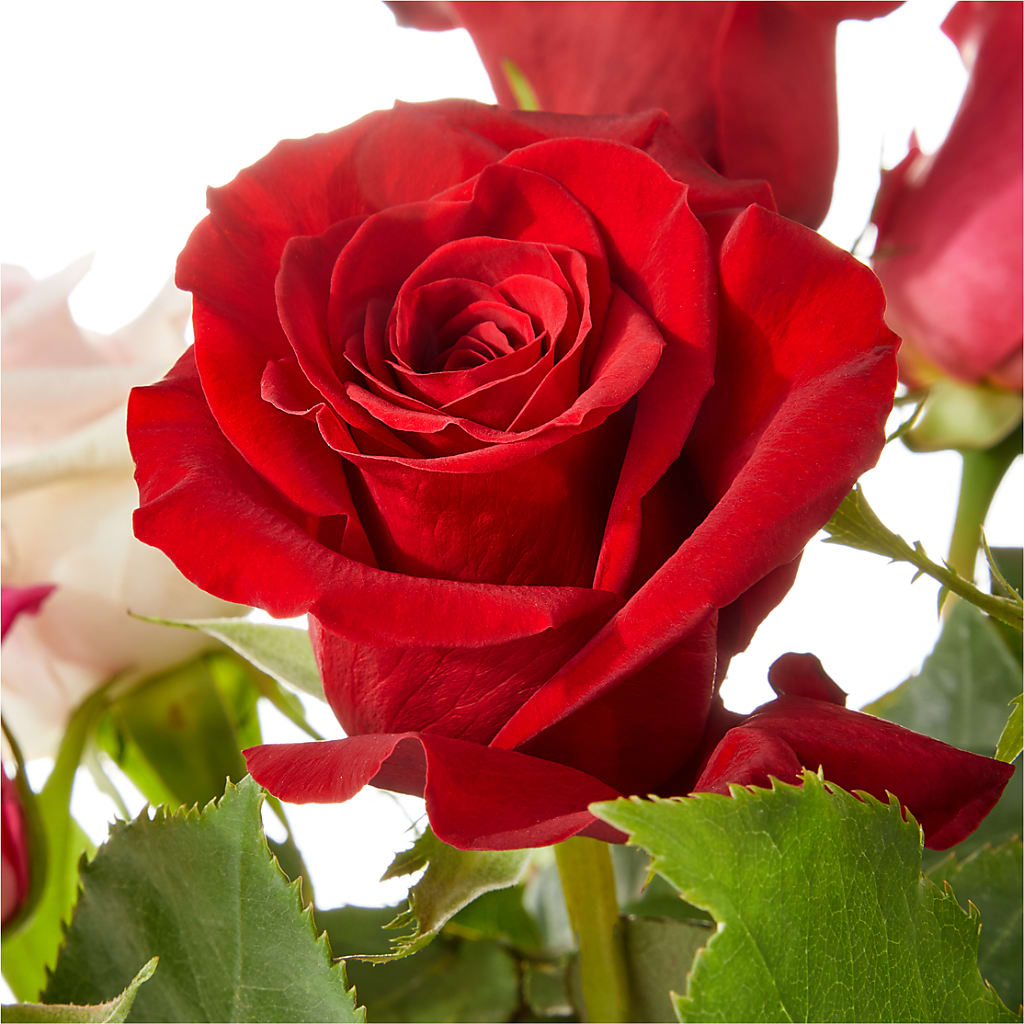 Love Notes Rose Bouquet – BAYSORE'S FLOWER SHOP LLC, Mason OH